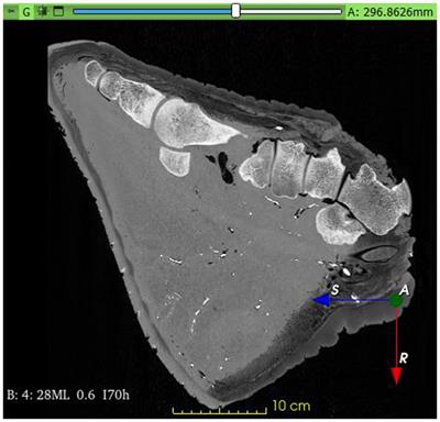 CT reconstruction based 3D model of the digital cushion’s blood supply in the hind foot of an African savanna elephant (Loxodonta africana)